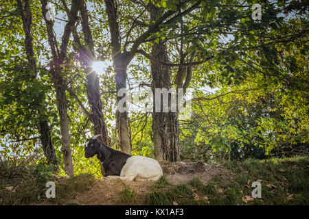 In bianco e nero di capra con le corna sdraiati sotto gli alberi con verde folto fogliame illuminted dalla luce del sole e i riflessi del sole attraverso gli alberi Foto Stock