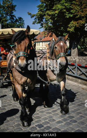 Prendere turistiche cavallo e giro in carrozza attraverso il Villaggio Tedesco. Foto Stock