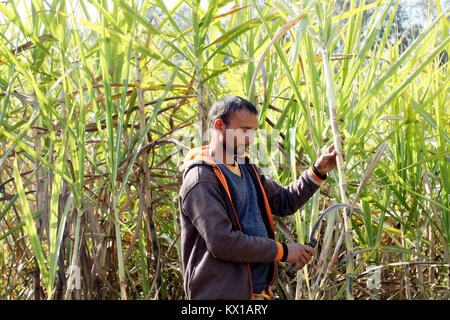 Jammu, India. 06 gen 2018. Indian gli agricoltori che lavorano in campi di canna da zucchero nel pomeriggio in Jammu. Credito: Shilpa Thakur/Pacific Press/Alamy Live News Foto Stock