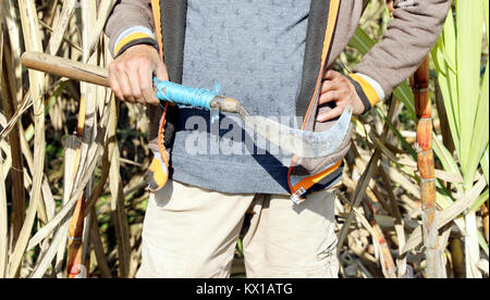 Jammu, India. 06 gen 2018. Indian gli agricoltori che lavorano in campi di canna da zucchero nel pomeriggio in Jammu. Credito: Shilpa Thakur/Pacific Press/Alamy Live News Foto Stock