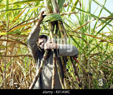 Jammu, India. 06 gen 2018. Indian gli agricoltori che lavorano in campi di canna da zucchero nel pomeriggio in Jammu. Credito: Shilpa Thakur/Pacific Press/Alamy Live News Foto Stock