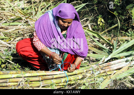 Jammu, India. 06 gen 2018. Indian gli agricoltori che lavorano in campi di canna da zucchero nel pomeriggio in Jammu. Credito: Shilpa Thakur/Pacific Press/Alamy Live News Foto Stock