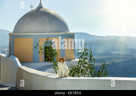 Rosso gatto crogiolarsi al sole sullo sfondo della chiesa di Santorini Foto Stock