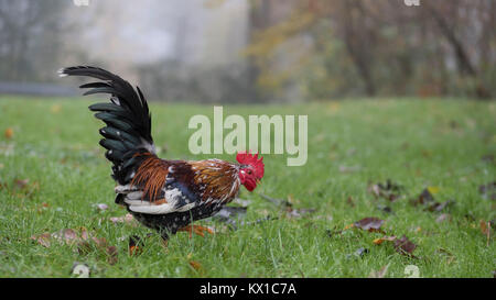 La Rooster pascolare nel campo di fattoria Foto Stock