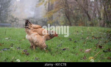 Il pascolo di pollo in campo di fattoria Foto Stock