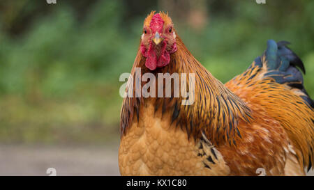 Il pascolo di pollo in campo di fattoria Foto Stock