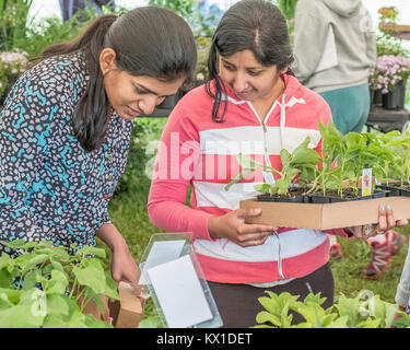 Due donne di decidere quali piante per acquistare Foto Stock