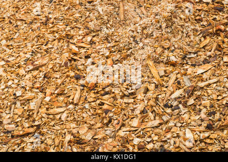 Segatura di legno stack nella foresta Foto Stock