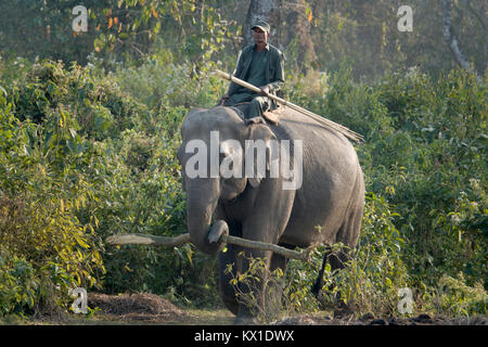 Mahout sul trasporto di elefante ramo di albero torna al centro di allevamento a Sauraha, Nepal Foto Stock