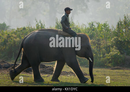 Mahout rides giovane elefante al centro di allevamento a Sauraha, Nepal Foto Stock