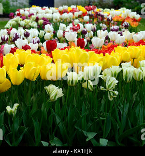 Tulipa apeldoorn,tulipa golden oxford,tulipa angeli desiderano,tulipa deirdre,tulip,tulipani,rosso,giallo,bianco,fiori,fioritura,RM Floral Foto Stock