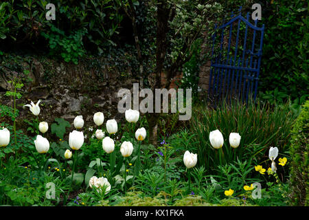 tulipa angeli desiderio,tulipano,tulipani,bianco,blu,cancello,naturalistico,naturale,impianto Foto Stock