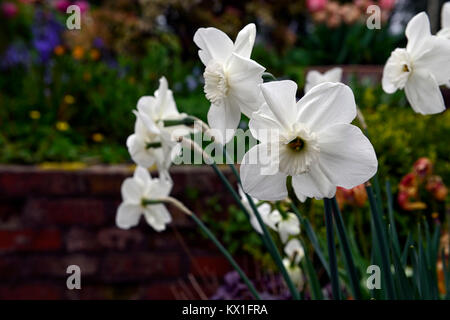 Narcissus Princess Zaide,narcisi,daffodil,narcisi,bianco,fiore,fiori,fioritura,Daffodil Princess Zaide,RM Floral Foto Stock