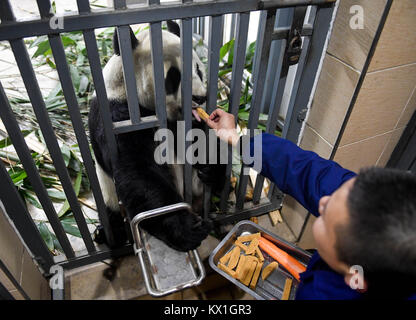 Changchung, Cina. 6 gennaio, 2018. (180106) -- CHANGCHUN, Gennaio 6, 2018 (Xinhua) -- panda gigante 'Jia Jia' mangia integratori dietetici a panda hall del Parco della Tigre Siberiana di Changchun, a nord-est della Cina di provincia di Jilin, 5 gennaio 2018. La temperatura locale era sceso a 15 gradi al di sotto di zero gradi centigradi dopo l occasione di 'Xiaohan' (meno freddo), il XXIII del solare 24 termini. Credito: Xinhua/Alamy Live News Foto Stock