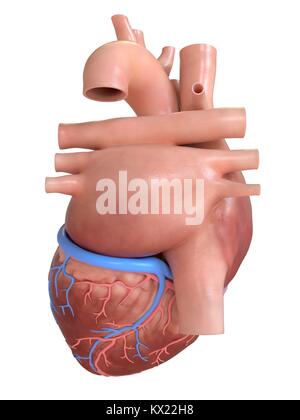 Cuore umano vista posteriore, illustrazione. Foto Stock