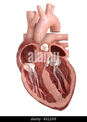 Cuore umano sezione trasversale, illustrazione. Foto Stock