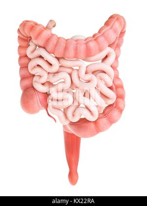 Grande e piccolo intestino, illustrazione. Foto Stock