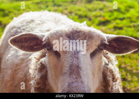 Close-up di una pecora cercando nella fotocamera Foto Stock