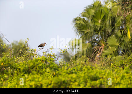 Ibis Hadada Bostrychia hagedash, adulto, arroccato nella tettoia arbusto, Kotu, Gambia in novembre. Foto Stock