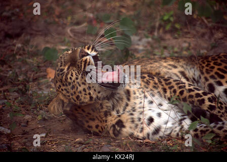 Leopard , Bigcats . Foto Stock