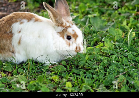 Carino piccolo bunny eating trifoglio ed erba all'aperto Foto Stock