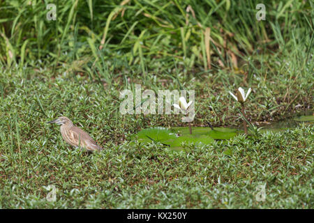 Sgarza ciuffetto Ardeola ralloides, rovistando nella palude poco profonda, Abuko National Park, il Gambia in novembre. Foto Stock