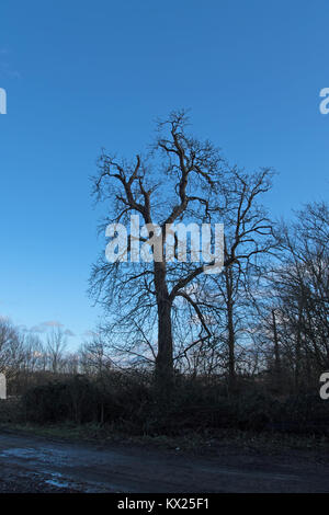 Un Inglese di quercia in inverno. Foto Stock