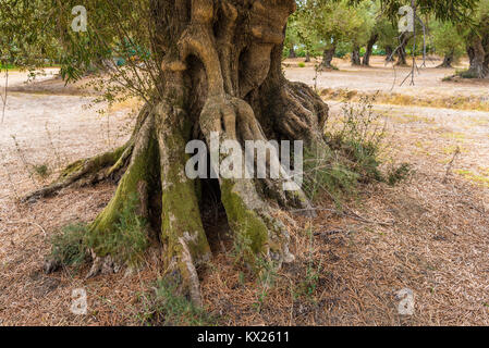 Campo di oliva con grande vecchio albero le radici e il tronco. L'isola di Zante, Grecia. Foto Stock