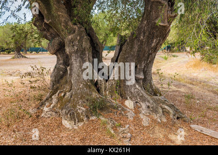 Campo di oliva con grande vecchio albero le radici e il tronco. L'isola di Zante, Grecia. Foto Stock