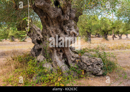 Campo di oliva con grande vecchio albero le radici e il tronco. L'isola di Zante, Grecia. Foto Stock