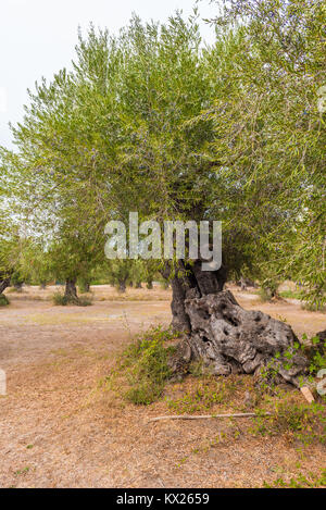 Campo di oliva con grande vecchio albero le radici e il tronco. L'isola di Zante, Grecia. Foto Stock