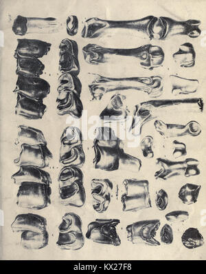 Die fossilen Zähne und Knochen und ihre Ablagerung in der Gegend von Georgensgmünd in Bayern (pagina 135) BHL20320918 Foto Stock