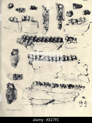 Die fossilen Zähne und Knochen und ihre Ablagerung in der Gegend von Georgensgmünd in Bayern (pagina 141) BHL20320924 Foto Stock