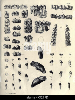 Die fossilen Zähne und Knochen und ihre Ablagerung in der Gegend von Georgensgmünd in Bayern (pagina 143) BHL20320926 Foto Stock