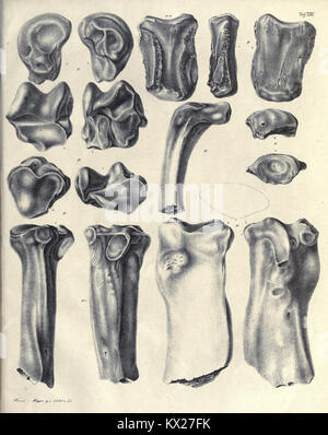 Die fossilen Zähne und Knochen und ihre Ablagerung in der Gegend von Georgensgmünd in Bayern (pagina 153) BHL20320936 Foto Stock