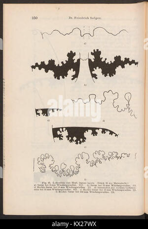 Una pagina di Beiträge zur Geologie von Kamerun, che descrive dettagliatamente la ricerca geologica in Camerun, tra cui formazioni rocciose, composizione minerale e studi stratigrafici della fine del XIX o dell'inizio del XX secolo. Foto Stock