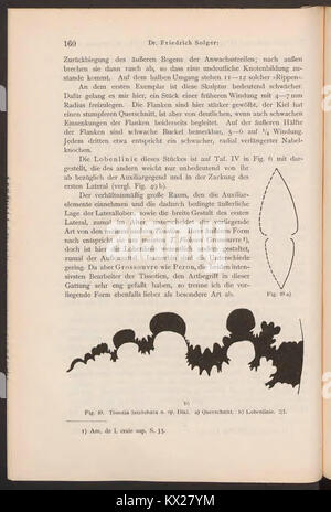 Pagina di Beiträge zur Geologie von Kamerun che presenta osservazioni geologiche, dati stratigrafici e analisi della formazione rocciosa che contribuiscono a comprendere la struttura geologica del Camerun. Foto Stock