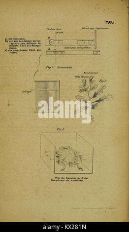 Die Kanarienvögel, Sprosser, Nachtigallen, Rothgimpel, Schwarzamseln, Bluthänflinge, Steindrosseln und Kalanderammerlerchen, sowie ihre Wartung, Pflege und Fortpflanzung Tafel (I) BHL34754996 Foto Stock