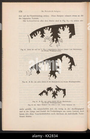 Questa pagina di "Beiträge zur Geologie von Kamerun" (contributi alla geologia del Camerun) fornisce informazioni sulle formazioni geologiche e sui depositi minerali trovati in Camerun. Contribuisce alla comprensione del paesaggio geologico africano. Foto Stock