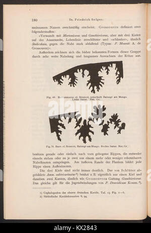 Una pagina di "Beiträge zur Geologie von Kamerun" esplora le caratteristiche geologiche, le formazioni rocciose e gli studi rilevanti per la regione del Camerun. Foto Stock