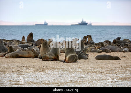 Arctocephalus pusillus (Capo pelliccia sigillo), Pelican Point, Walvis Bay, Namibia, Africa Foto Stock