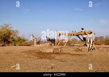 L'uomo il recupero di acqua da un pozzo con un asino vicino Naqa, Sudan (Nord Sudan), Africa Foto Stock