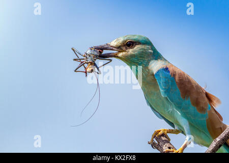 Rullo europeo nel parco nazionale di Kruger, Sud Africa ; Specie Coracias garrulus famiglia di Coraciidae Foto Stock