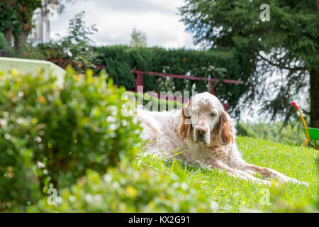 Setter inglese cane sotto il sole cocente che posa in erba Foto Stock