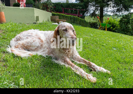 Setter inglese cane sotto il sole cocente che posa in erba Foto Stock