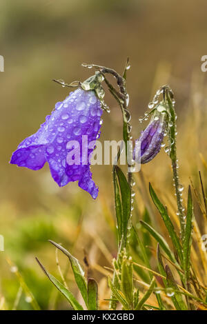 Bluebells-di-Scozia, Campanula rotundifolia, in una nebbiosa mattina sul Monte Townsend nel deserto Buckhorn, Olympic National Forest, Washington St Foto Stock