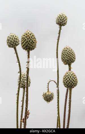 Towhead Baby, Anemone occidentalis, aka Pasqueflower Occidentali, teste di seme appena dopo la fioritura sul Monte Townsend nel deserto Buckhorn, Olympic Na Foto Stock