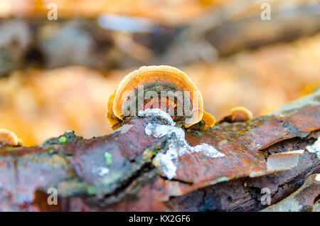 La Turchia tail funghi che crescono su un albero morto il ramo a Potato Creek parco dello Stato nel nord Liberty, Indiana Foto Stock