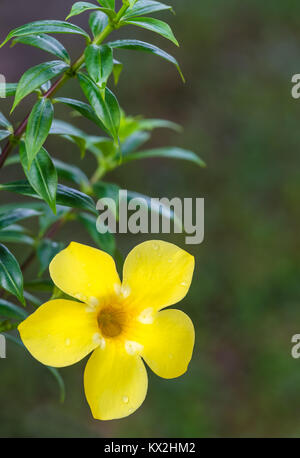 L'Allamanda cathartica fiore con gocce di pioggia. Foto Stock