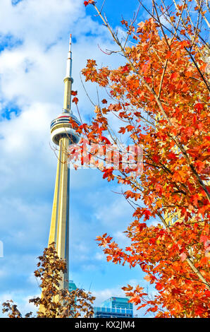 Toronto, Canada - 14 Ottobre 2013: Vista di rosso acero e CN Tower in autunno a ottobre 14, 2013 a Toronto. Foto Stock